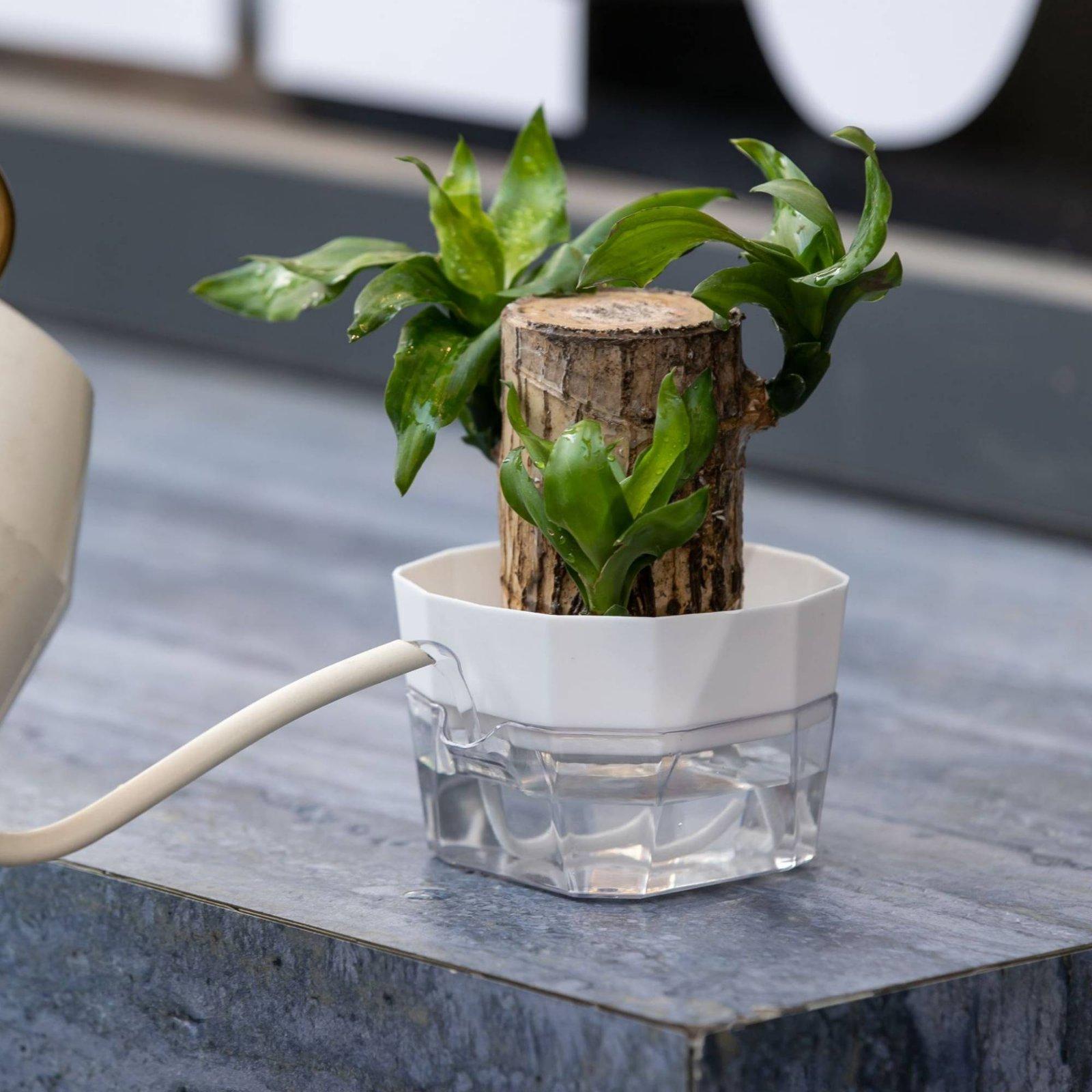 Hydroponic Vase Two Layer Self - Pet Supplies Us recension och pris