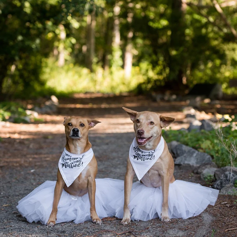 My Humans are Getting Married  - Dog Bandana Scarf recension och pris